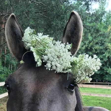 Tusinek Grzegorz Winiarek فندق مبيت وإفطار 3*